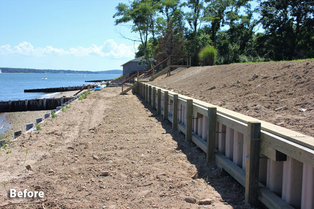 Shoreline Vegetation